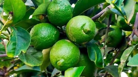 Limón huilense obtiene sello europeo en medio de la sequía